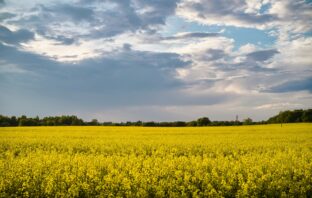The price of agricultural land in Estonia shows stable growth price of agricultural land in Estonia